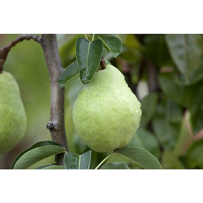 Pyrus communis 10 Williams Christbirne
