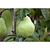 Pyrus communis 10 Williams Christbirne