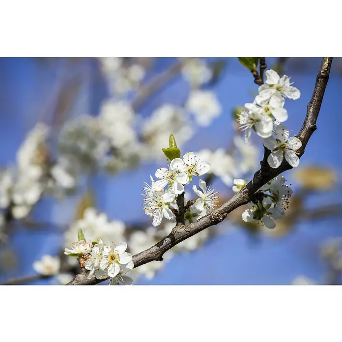 Piardino Bio PflaumenbaumPrunus domestica, Blütezeit: März - Nahaufnahme von zarten, weißen Blüten an einem Ast, die die Schönheit des Frühlings einfangen.