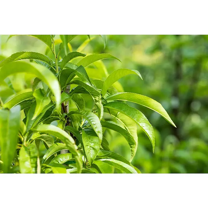 Piardino Bio Pfirsich - Prunus persica var. persica 'Saturn', Erntezeit: Juli - Üppiges Blattwerk einer Pflanze, das frische Grün und die zarten Details der Blätter hervorhebt.