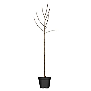 Piardino Säulen-Apfelbaum (Malus domestica 'Ballerina'®, 7 l, Erntezeit: September)