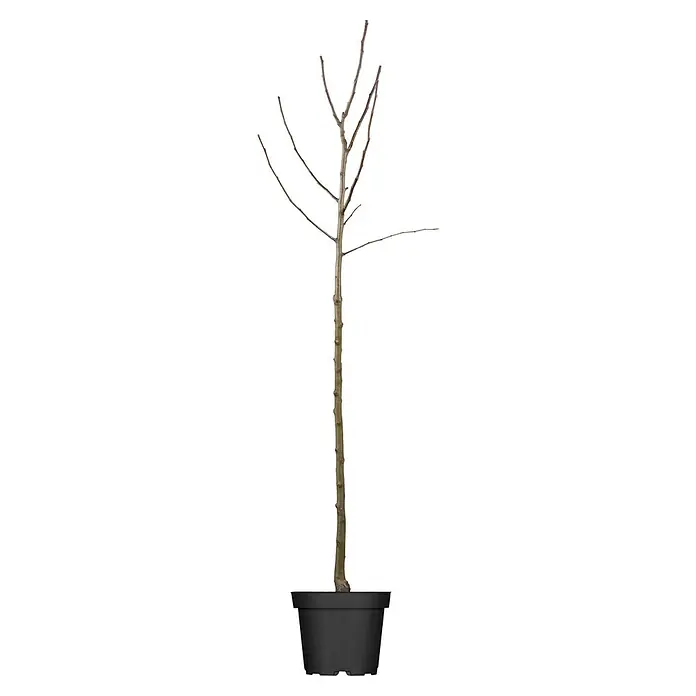 Piardino Säulen-Apfelbaum - Malus domestica 'Ballerina'®, 7 l, Erntezeit: September - Ein junger Baum ohne Blätter steht in einem schwarzen Topf. Der Baum hat dünne Äste und einen langen Stamm.