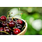Prunus avium 10 Schwarze Knorpelkirsche