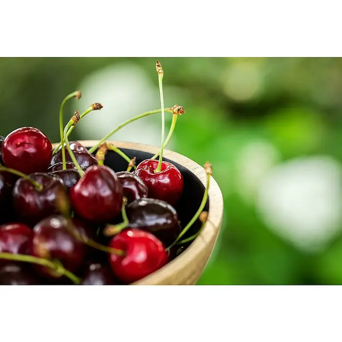 Piardino Süßkirschbaum - Prunus avium 'Große Schwarze Knorpelkirsche', Topfvolumen: 7,5 l - Nahaufnahme einer Schale voller reifer, dunkler Kirschen mit grünen Stielen vor einem verschwommenen grünen Hintergrund.