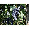 Weinrebe Bio (Vitis vinifera 'Regent' dunkel, Topfgröße: 19 cm, Erntezeit: September) | BAUHAUS