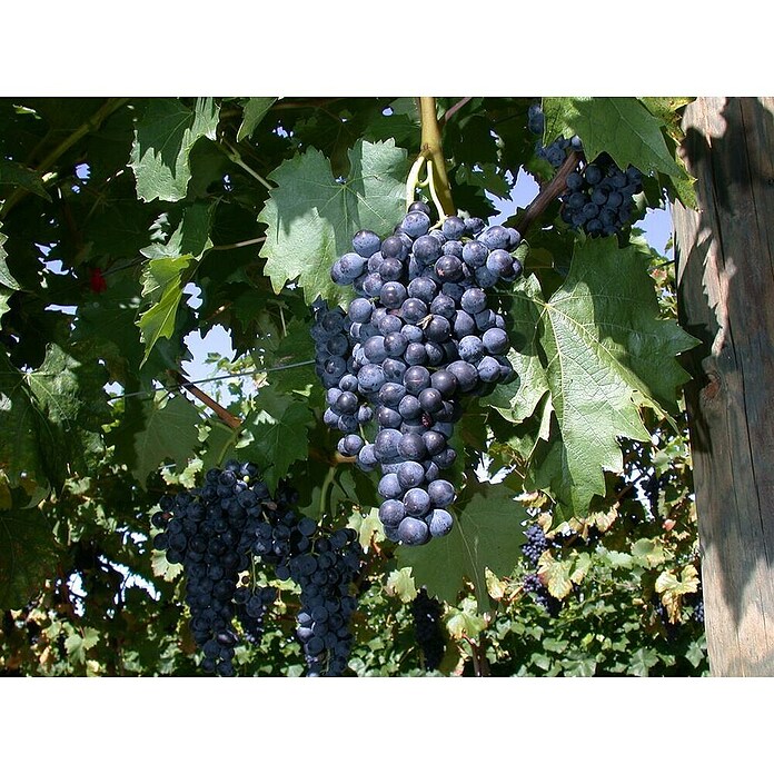 Weinrebe Bio (Vitis vinifera 'Regent' dunkel, Topfgröße: 19 cm, Erntezeit: September) | BAUHAUS