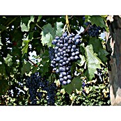 Weinrebe Bio (Vitis vinifera 'Regent' dunkel, Topfgröße: 19 cm, Erntezeit: September) | BAUHAUS