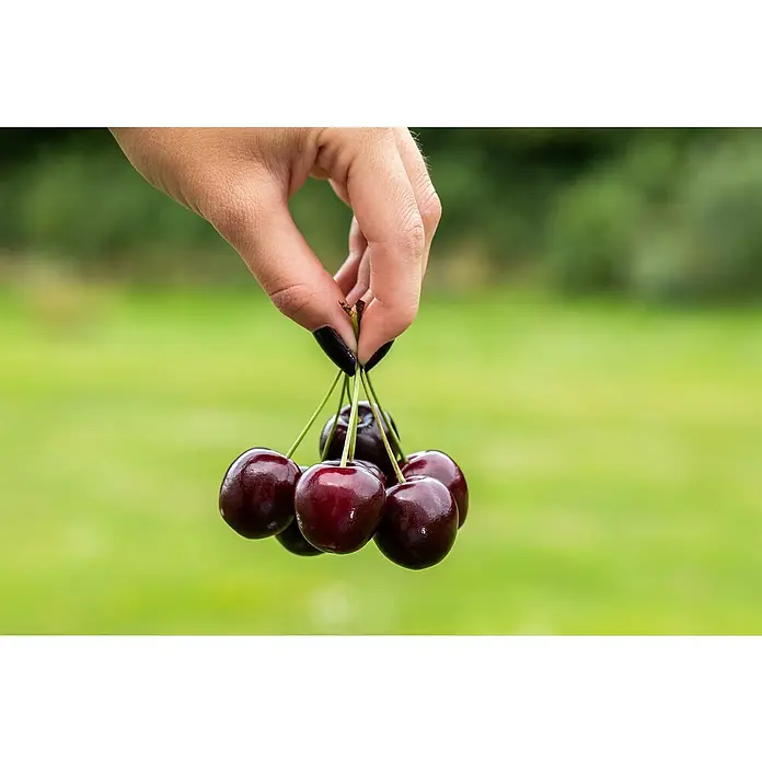 Piardino Süßkirschbaum - Prunus avium 'Große Schwarze Knorpelkirsche', Topfvolumen: 7,5 l - Nahaufnahme einer Hand, die eine Handvoll praller, dunkelroter Kirschen mit glänzender Haut vor einem grünen Hintergrund hält.