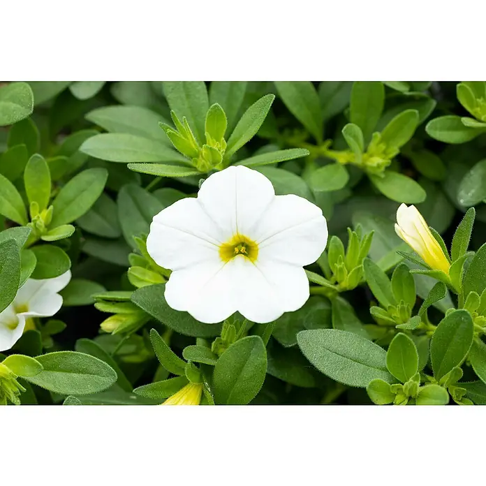 Piardino Zauberglöckchen - Topfgröße: 13 cm, verschiedene Farben - Nahaufnahme einer weißen Calibrachoa-Blüte mit gelbem Zentrum, umgeben von grünen Blättern. Perfekt für farbenfrohe Gärten und Balkone.
