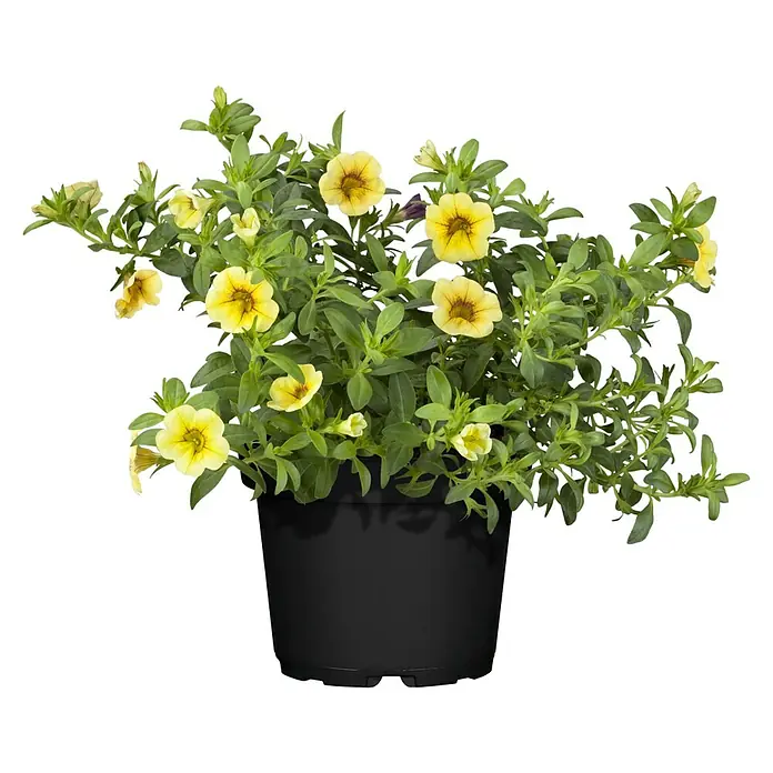 Piardino Zauberglöckchen - Topfgröße: 13 cm, verschiedene Farben - Eine Nahaufnahme einer Topfpflanze mit leuchtend gelben Blüten und grünen Blättern auf einem schwarzen Hintergrund.