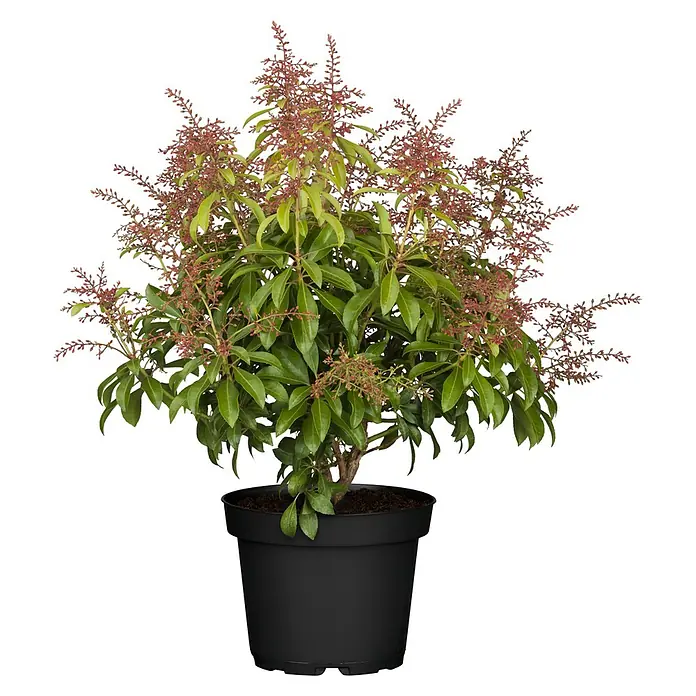 Piardino Lavendelheide - Pieris japonica in Sorten, Topfvolumen: 5 l - Topfpflanze mit dunkelgrünen Blättern und rotbraunen Blütenknospen in einem schwarzen Topf.