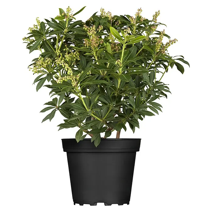 Piardino Lavendelheide - Pieris japonica in Sorten, Topfvolumen: 5 l - Topfpflanze mit grünen Blättern und hellgrünen Knospen in einem schwarzen Topf.