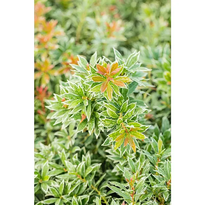 Piardino Lavendelheide - Pieris japonica in Sorten, Topfvolumen: 5 l - Buntblättrige grüne Blätter mit weißen Rändern, rötlich-orangen Neuaustrieben und Wassertropfen.