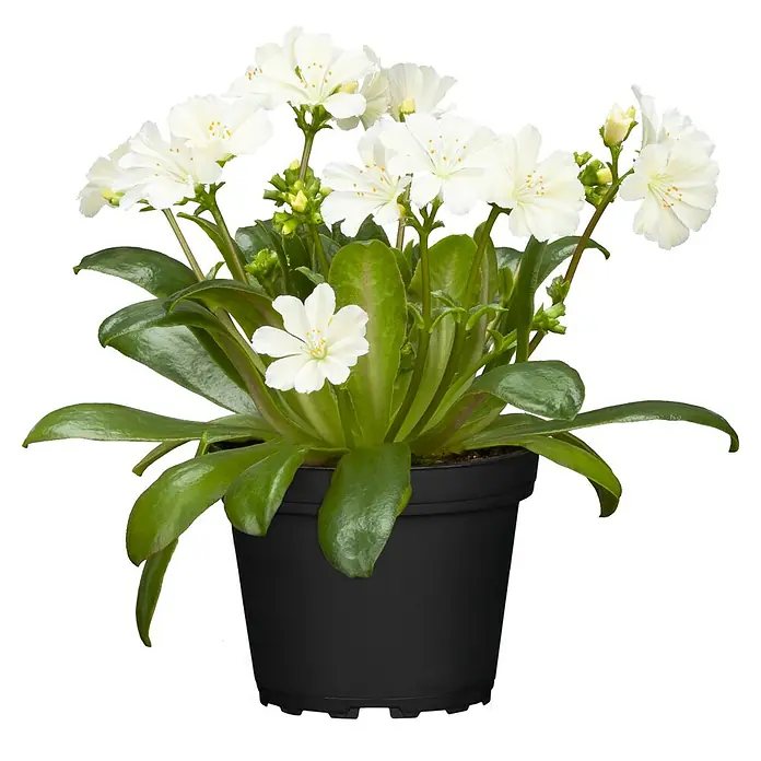 Piardino Gewöhnliche Bitterwurz - Lewisia cotyledon - Eine Lewisia Pflanze mit weißen Blüten in einem schwarzen Topf, eine dekorative und pflegeleichte Zimmerpflanze.