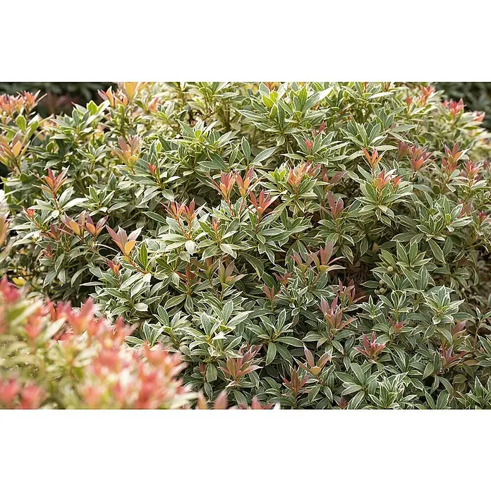 Piardino Lavendelheide - Pieris japonica in Sorten, Topfvolumen: 5 l - Buntlaubiger Strauch mit grün-weißen Blättern und rot-rosa Austrieben.
