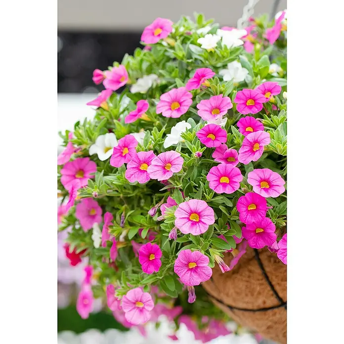 Piardino Zauberglöckchen - Topfgröße: 13 cm, verschiedene Farben - Ein üppiger Blumenkorb mit leuchtend rosa und weißen Zauberglöckchen, die in voller Blüte stehen und eine farbenfrohe Pracht entfalten.