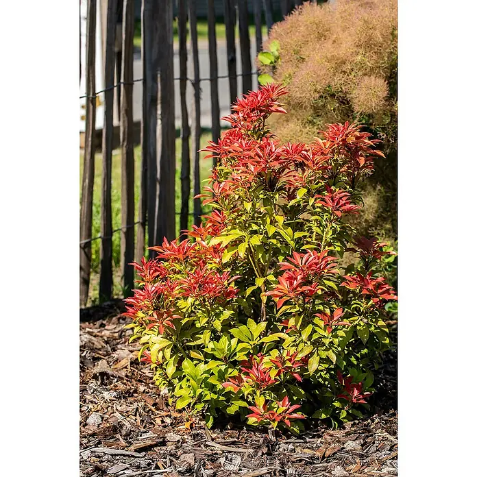 Piardino Lavendelheide - Pieris japonica in Sorten, Topfvolumen: 5 l - Kräftiger Strauch mit leuchtend roten neuen Blättern und älteren grünen Blättern, in einem gemulchten Gartenbeet gepflanzt.