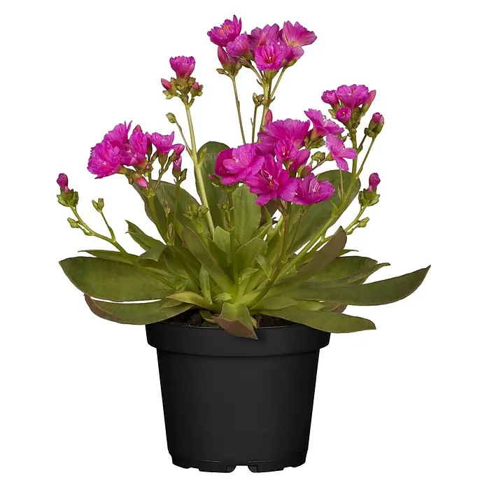 Piardino Gewöhnliche Bitterwurz - Lewisia cotyledon - Eine Topfpflanze mit grünen Blättern und leuchtend pinkfarbenen Blüten, die einen frischen Farbtupfer in jeden Raum bringt.
