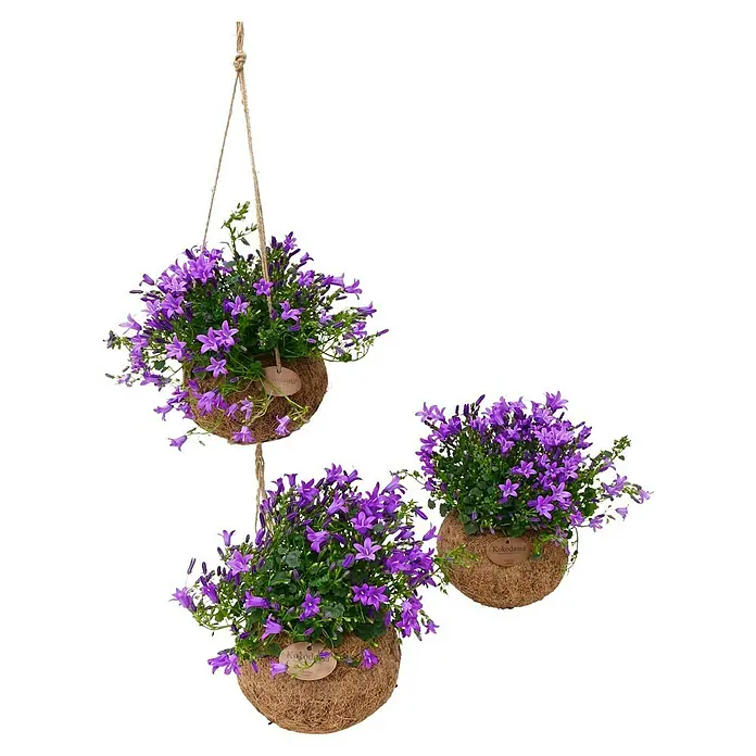 Piardino Glockenblume - Campanula poscharskyana, Topfgröße: 13 cm, Violett/Blau/Weiß - Drei braune Hängepflanzen mit leuchtend violetten glockenförmigen Blüten und grünem Laub.