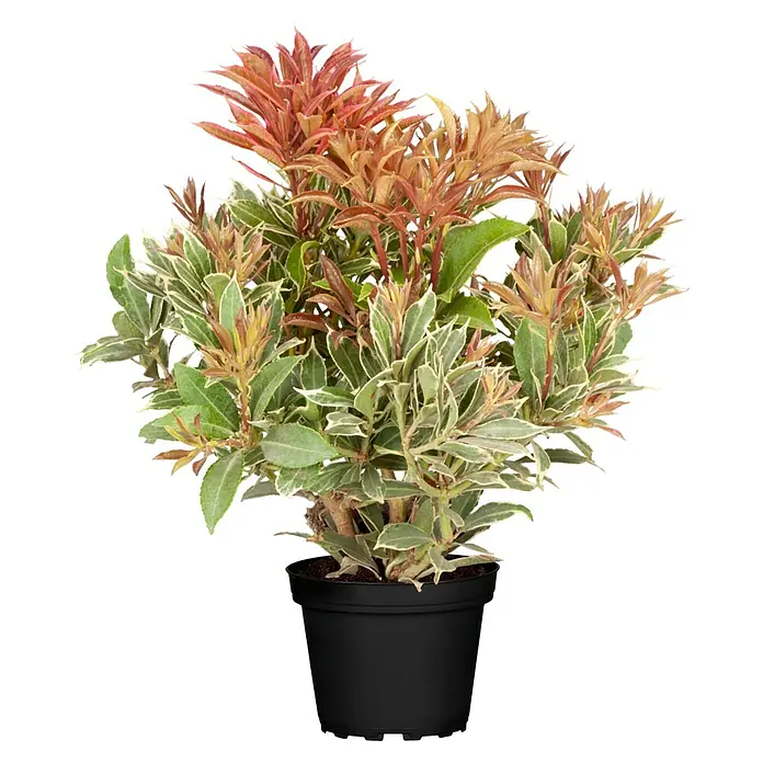 Piardino Lavendelheide - Pieris japonica in Sorten, Topfvolumen: 5 l - Buntblättrige Pflanze mit grün-weißen Blättern und rötlichem Neuaustrieb in schwarzem Topf.