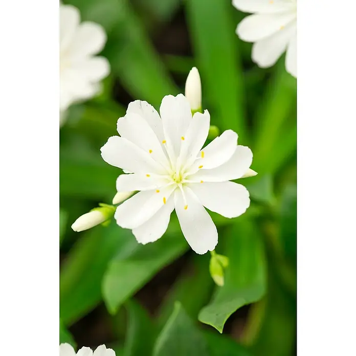 Piardino Gewöhnliche Bitterwurz - Lewisia cotyledon - Nahaufnahme einer strahlend weißen Bitterwurzblüte mit zarten gelben Akzenten, umgeben von saftig grünen Blättern.