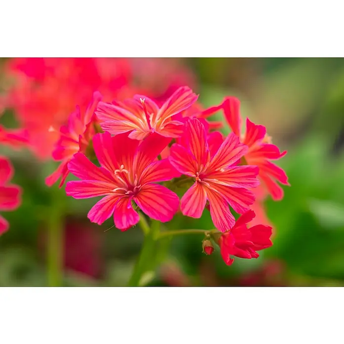 Piardino Gewöhnliche Bitterwurz - Lewisia cotyledon - Nahaufnahme leuchtend roter Lewisia-Blüten mit zarten Blütenblättern und filigranen Details vor einem verschwommenen grünen Hintergrund.