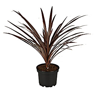 Piardino Keulenlilie (Cordyline australis 'Red Star', Topfgröße: 17 cm, Weiß)