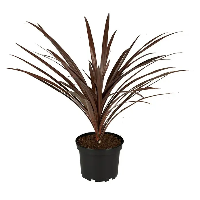 Piardino Keulenlilie - Cordyline australis 'Red Star', Topfgröße: 17 cm, Weiß - Die Cordyline fruticosa Zimmerpflanze, auch Keulenlilie genannt, in einem schwarzen Topf. Dekorative, pflegeleichte Pflanze für Ihr Zuhause.