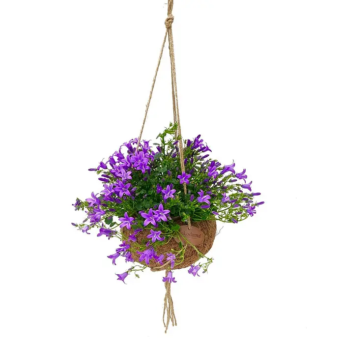Piardino Glockenblume - Campanula poscharskyana, Topfgröße: 13 cm, Violett/Blau/Weiß - Hängepflanze mit lila glockenförmigen Blüten in Kokodama-Topf, an Seil hängend.