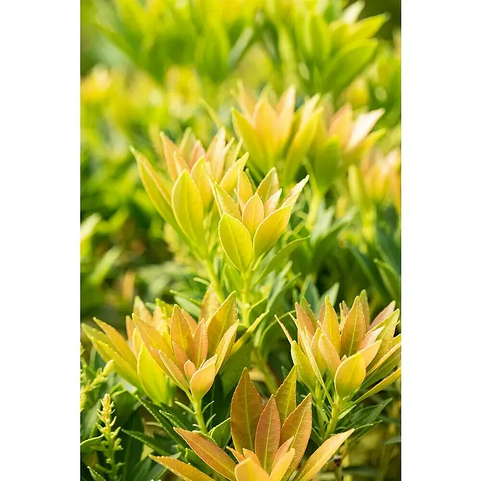 Piardino Lavendelheide - Pieris japonica in Sorten, Topfvolumen: 5 l - Frische, leuchtend grüne und orange-gelbe Blätter einer Pflanze, die neues Wachstum zeigen.