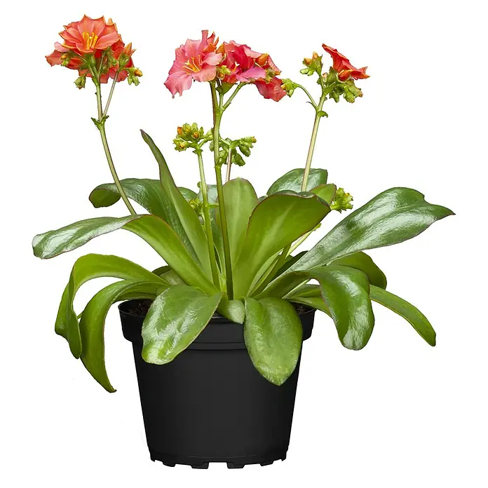 Piardino Gewöhnliche Bitterwurz - Lewisia cotyledon - Prächtige Lewisia-Pflanze in einem schwarzen Topf, mit leuchtend orangefarbenen Blüten und saftig grünen Blättern, die ihre Schönheit unterstreichen.