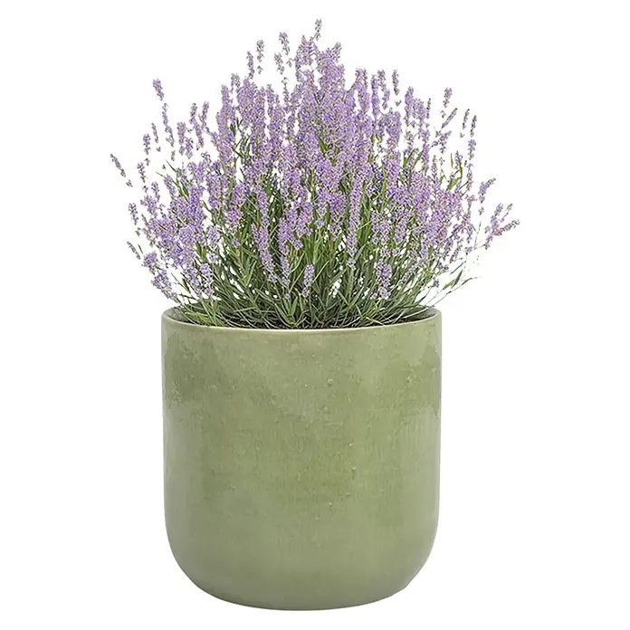 Artevasi Übertopf rund Jupiter - Außenmaß (Ø x H): 28,5 x 28 cm, Weißgrün, Keramik - Topf-Lavendelpflanze mit leuchtend violetten Blüten in einem glänzenden hellgrünen Keramiktopf.