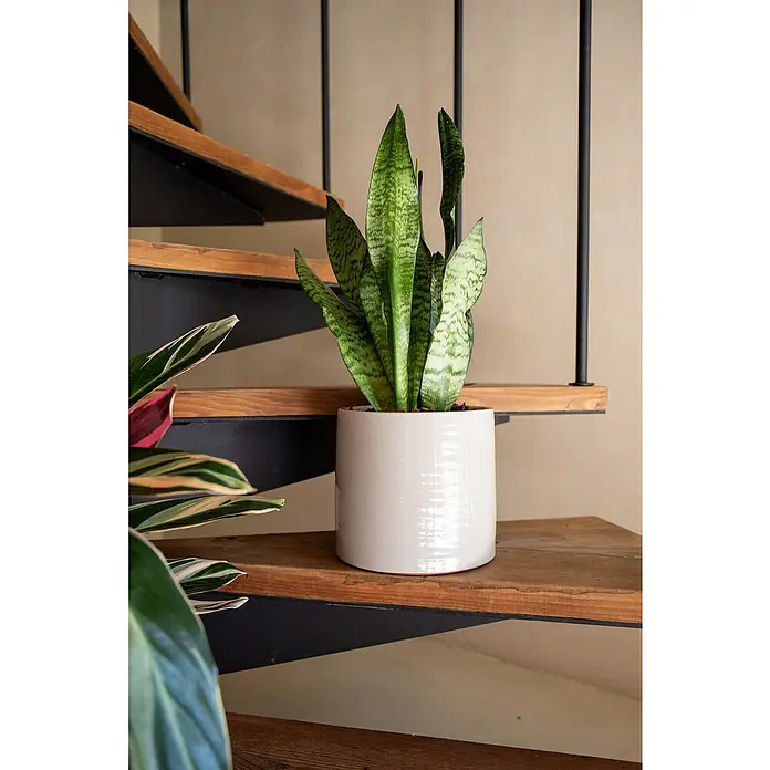 Artevasi Übertopf rund Fortuna - Außenmaß (Ø x H): 27,5 x 26,5 cm, Creme, Keramik - Grüne Sansevieria in weißem Keramiktopf auf Holzstufe einer Wendeltreppe.