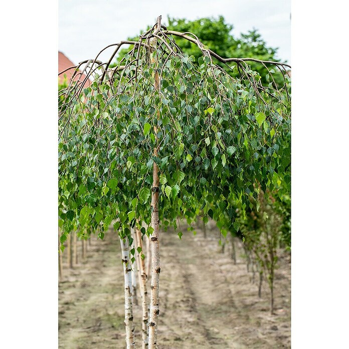Hängebirke (Betula pendula 'Youngii', Topfvolumen: 25 l, Stammhöhe: 200 cm) | BAUHAUS