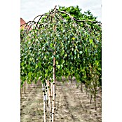 Hängebirke (Betula pendula 'Youngii', Topfvolumen: 25 l, Stammhöhe: 200 cm) | BAUHAUS