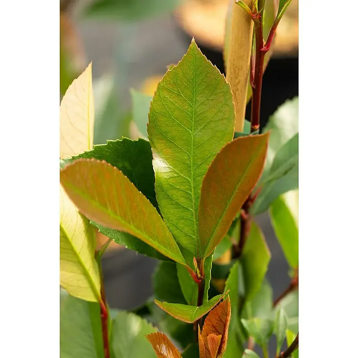 GlanzmispelPhotinia fraseri 'Red Robin', Topfvolumen: 25 l, Stammhöhe: 180 cm - Nahaufnahme von glänzend grünen und roten Blättern einer Photinia, die für ihre leuchtenden Farben bekannt ist.