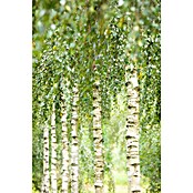 Piardino Himalaya-Birke (Betula utilis 'Doorenbos', Topfvolumen: 35 l, Stammhöhe: 180 cm) | BAUHAUS