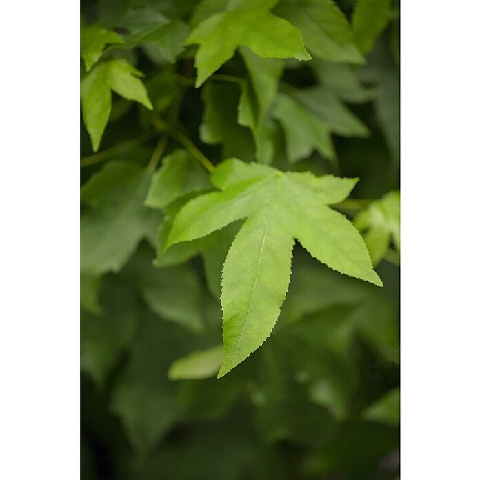 Amberbaum (Liquidambar styraciflua 'Gumball', 35 l, Stammhöhe: 200 cm) | BAUHAUS