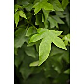Amberbaum (Liquidambar styraciflua 'Gumball', 35 l, Stammhöhe: 200 cm) | BAUHAUS