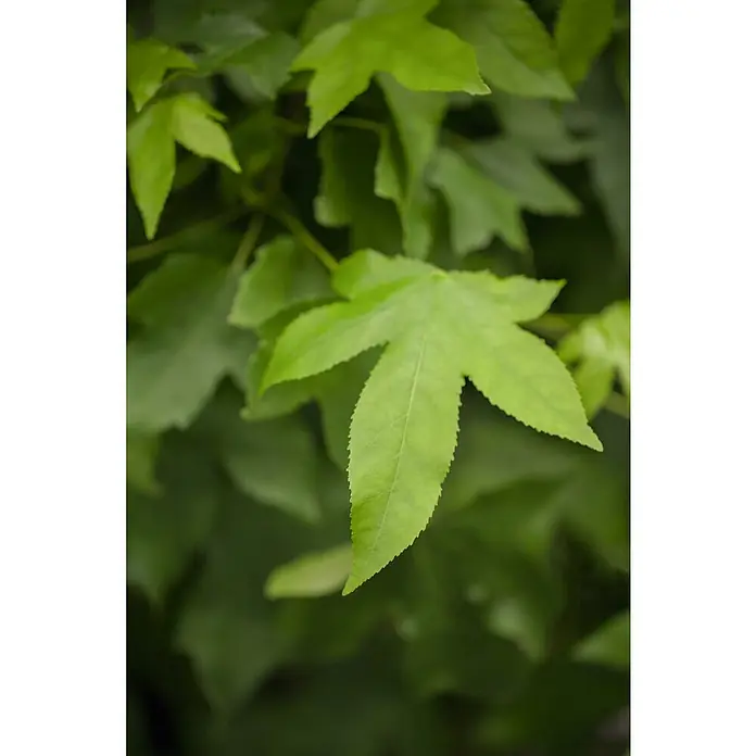 AmberbaumLiquidambar styraciflua 'Gumball', 35 l, Stammhöhe: 225 cm - Nahaufnahme eines strahlend grünen Blattes mit fünf Zacken, umgeben von dichtem, unscharfem Grün.