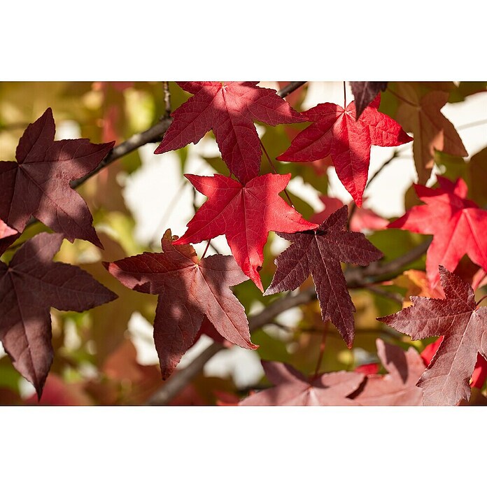 Amberbaum (Liquidambar styraciflua, Topfvolumen: 50 l, Stammhöhe: 180 cm) | BAUHAUS