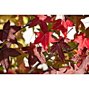 Amberbaum (Liquidambar styraciflua, Topfvolumen: 50 l, Stammhöhe: 180 cm) | BAUHAUS