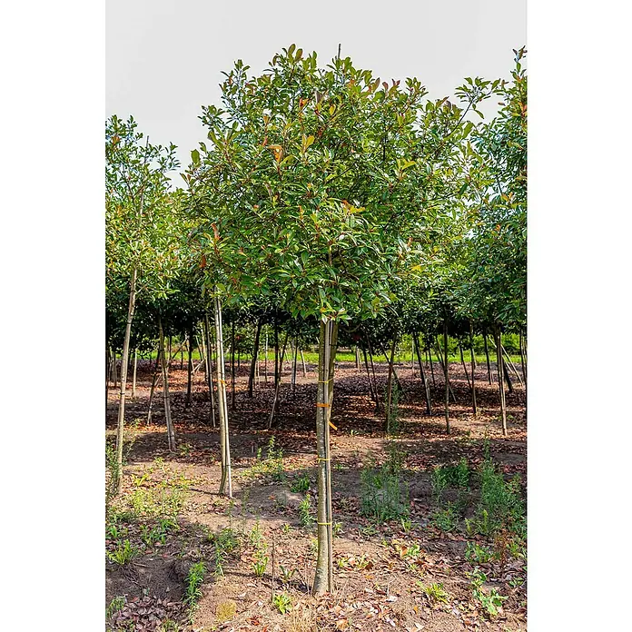 GlanzmispelPhotinia fraseri 'Red Robin', Topfvolumen: 25 l, Stammhöhe: 180 cm - Auffällige Lorbeerbäume mit schlanken Stämmen und üppigen, grünen Kronen. Ideal als Hecke oder Solitärpflanze.