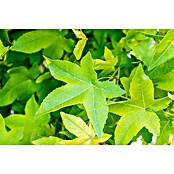 Amberbaum (Liquidambar styraciflua 'Gumball', 35 l, Stammhöhe: 200 cm) | BAUHAUS