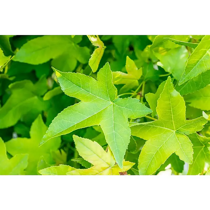 AmberbaumLiquidambar styraciflua 'Gumball', 35 l, Stammhöhe: 225 cm - Nahaufnahme von grünen Ahornblättern, die die frische und lebendige Farbe der Natur hervorheben.\n