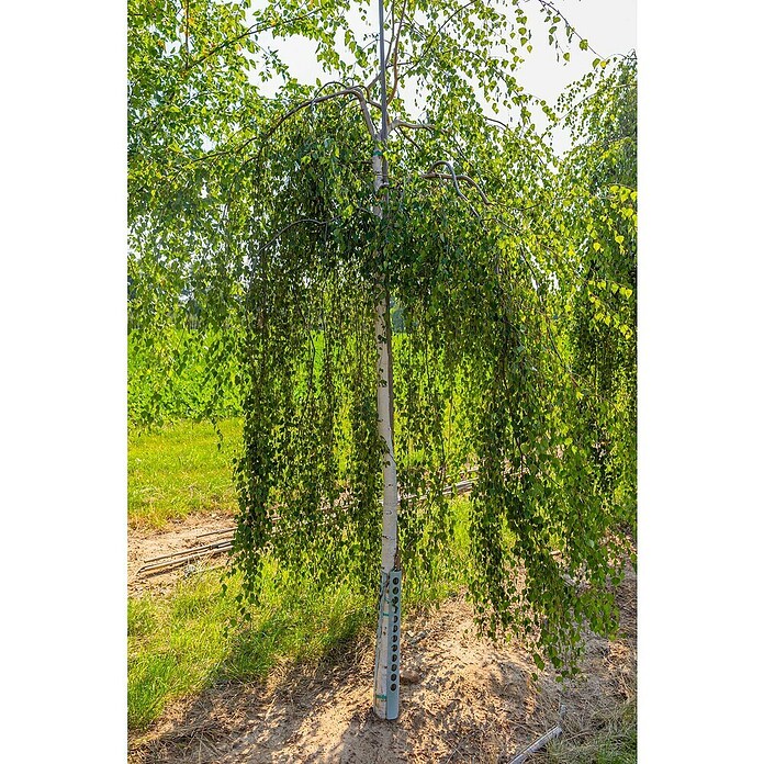 Hängebirke (Betula pendula 'Youngii', Topfvolumen: 25 l, Stammhöhe: 200 cm) | BAUHAUS
