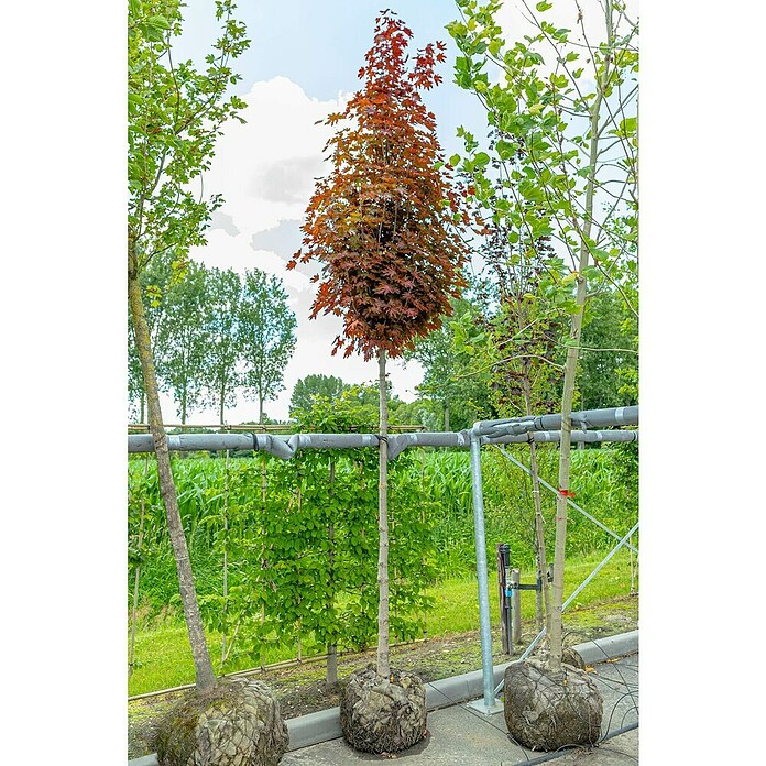 Amberbaum (Liquidambar styraciflua, Topfvolumen: 50 l, Stammhöhe: 180 cm) | BAUHAUS