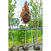 Amberbaum (Liquidambar styraciflua, Topfvolumen: 50 l, Stammhöhe: 180 cm) | BAUHAUS