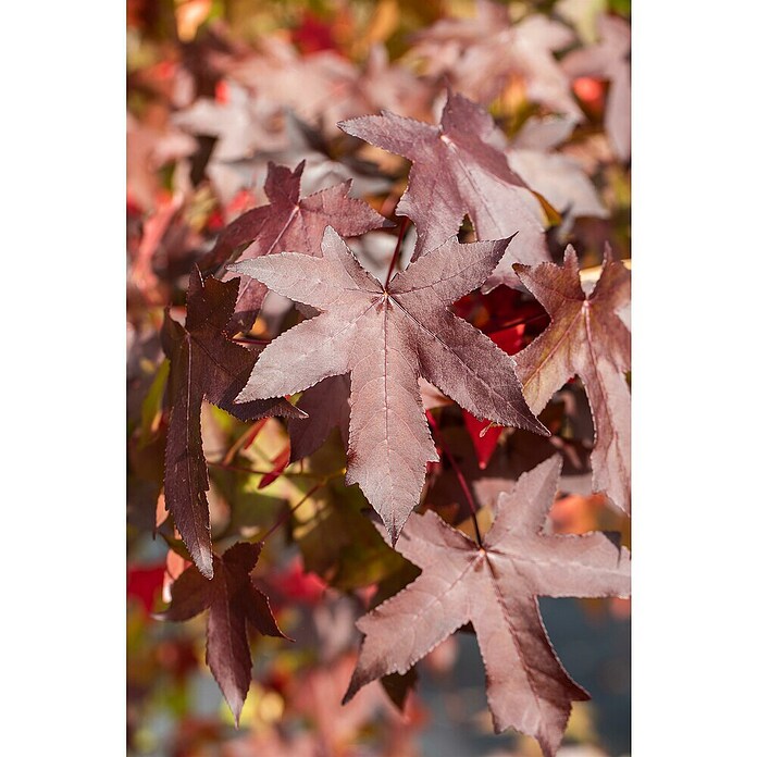 Amberbaum (Liquidambar styraciflua, Topfvolumen: 50 l, Stammhöhe: 180 cm) | BAUHAUS