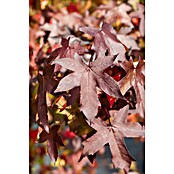 Amberbaum (Liquidambar styraciflua, Topfvolumen: 50 l, Stammhöhe: 180 cm) | BAUHAUS